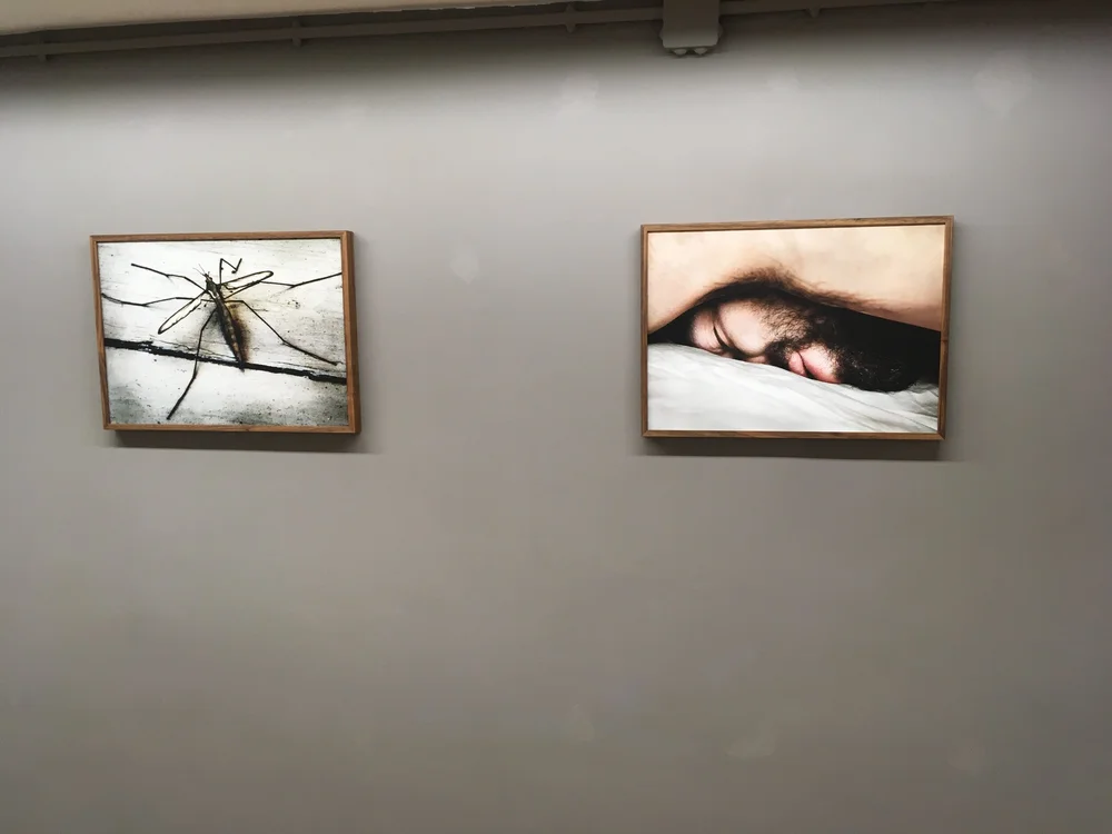 Hulls, Galerie VU',  Paris 2020